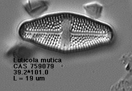 a photo of Luticola spp. a photo of Luticola spp.