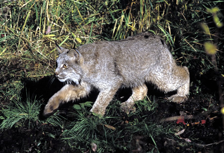 a photo of a lynx