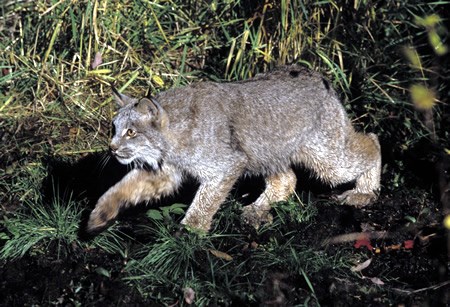 a photo of a lynx