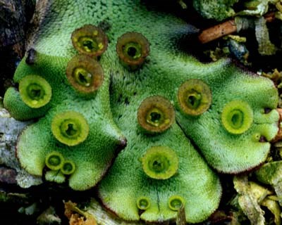 a photo of Marchantia polymorpha with asexual reproductive structures (gemmae).