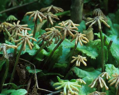 a photo of Marchantia polymorpha with sexual reproductive structures.