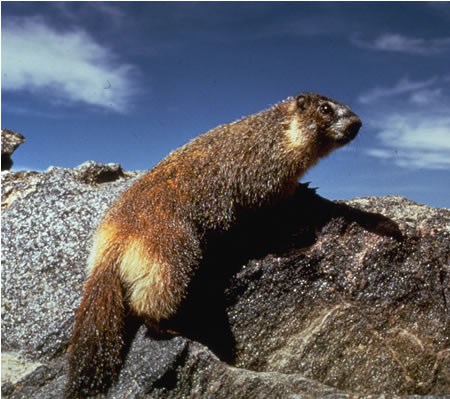 a photo of a yellow-bellied marmot