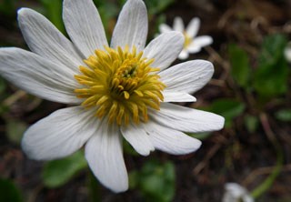 Photo of Marsh-marigold