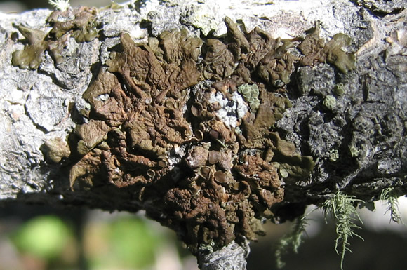 a photo of Melanelia subolivacea