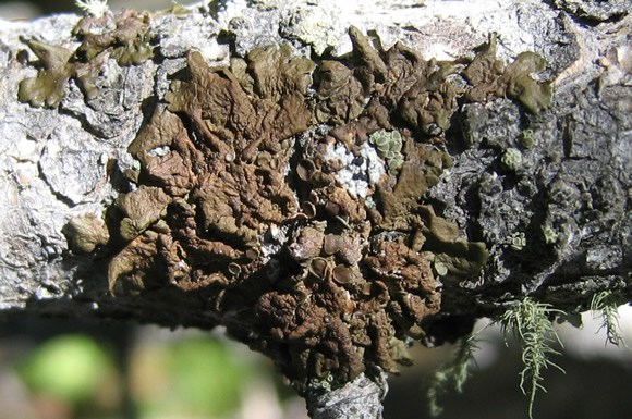 a photo of Melanelia subolivacea