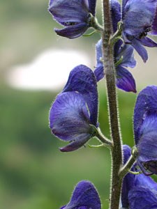 Photo of Monkshood