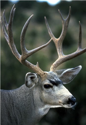 a photo of a mule deer buck
