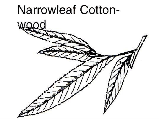 a drawing of a narrowleaf cottonwood branch