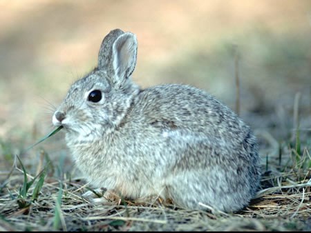 a photo of a Nuttall's cottontail