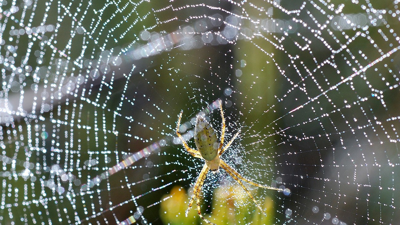 Orb Weaver Spider