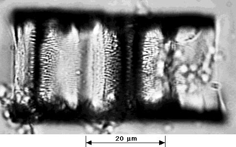 a photo of Orthoseira roseana, girdle view