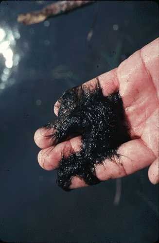 a photo of A macroscopic view of Oscillatoria sp.