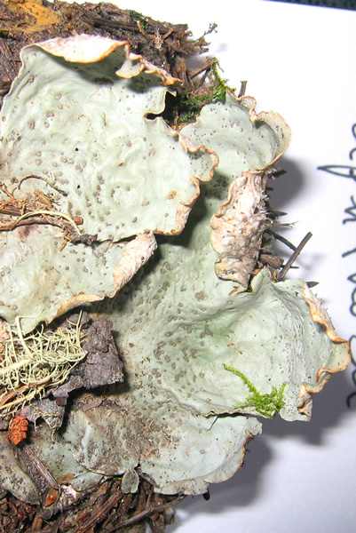 a photo of Peltigera aphthosa
