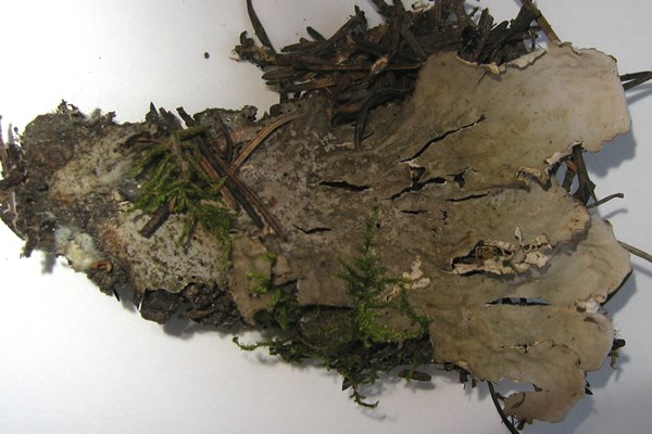 a photo of Peltigera canina