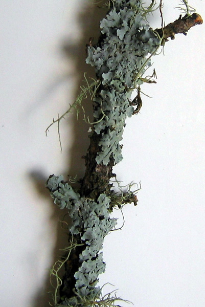 a photo of Physcia stellaris