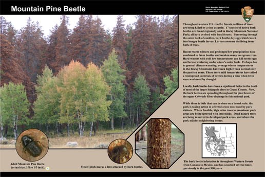 Photo pine beetle wayside exhibit