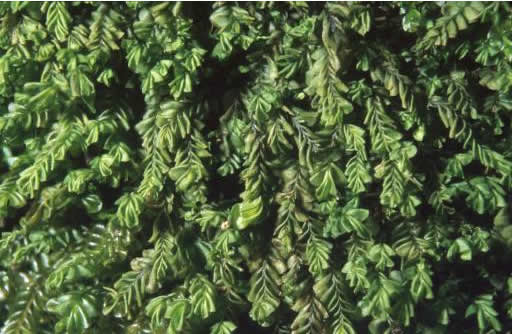 a photo of Plagiochila porelloides