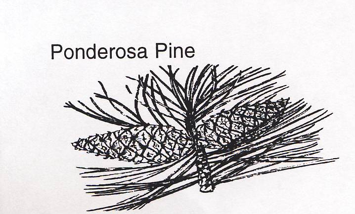 a drawing of a ponderosa pine limb and cones