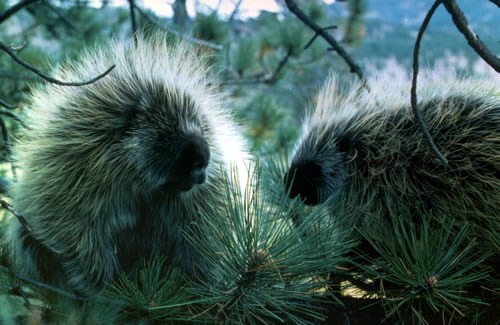 a photo of a porcupine