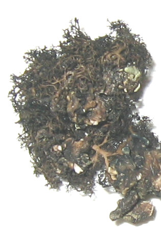 a photo of Pseudephebe pubescens?