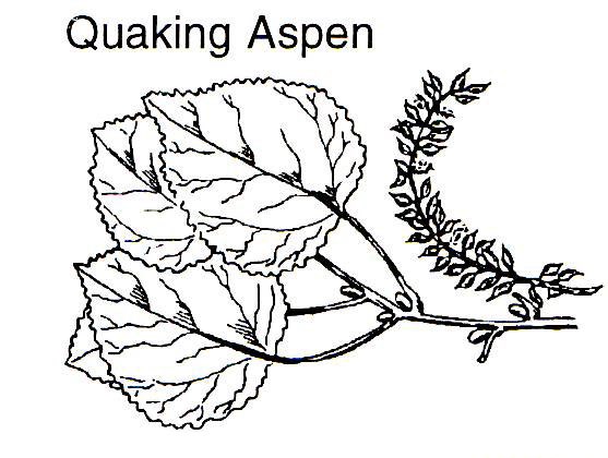 a drawing an aspen branch