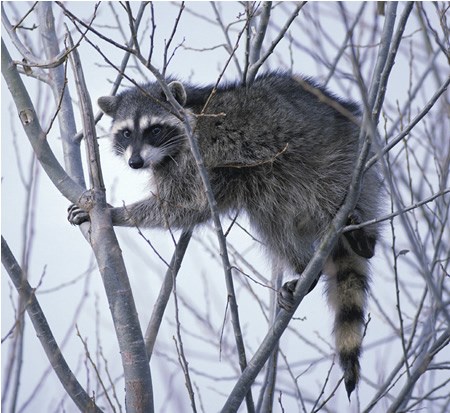 a photo of a raccoon