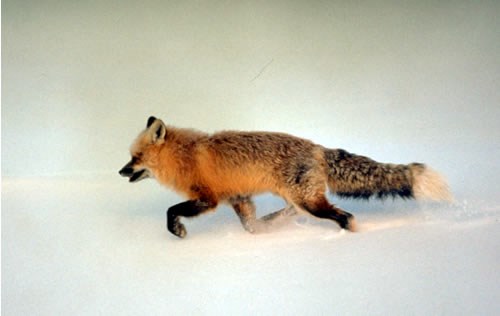 a photo of a red fox