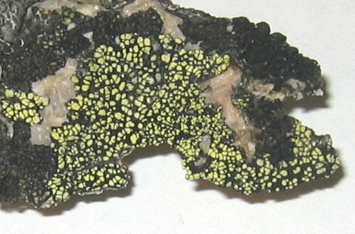 a photo of Rhizocarpon geographicum