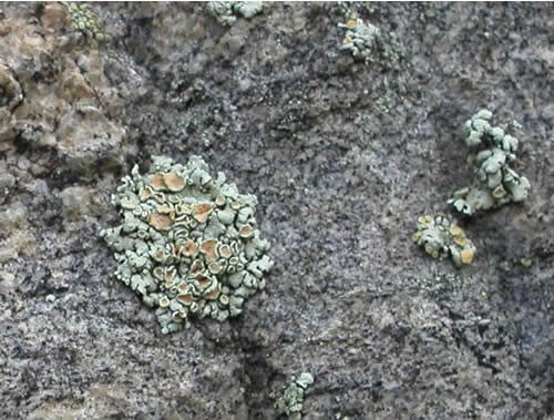 a photo of Rhizoplaca chrysoleuca