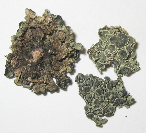 a photo of Rhizoplaca melanophthalma