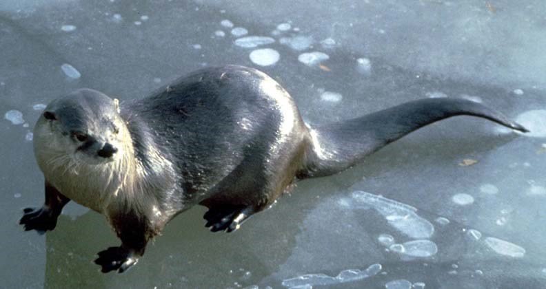 a photo of a river otter