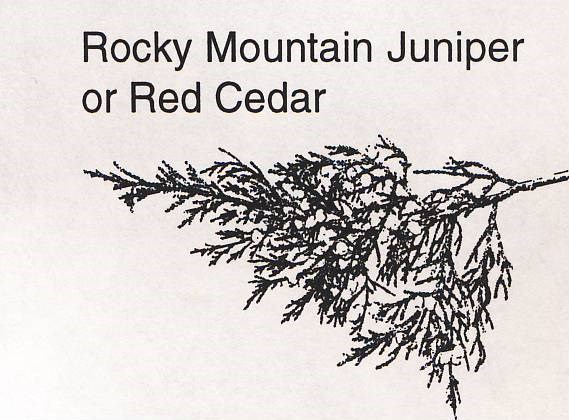 a drawing of a rocky mountain juniper branch