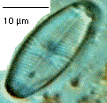 a photo of Sellaphora pupula