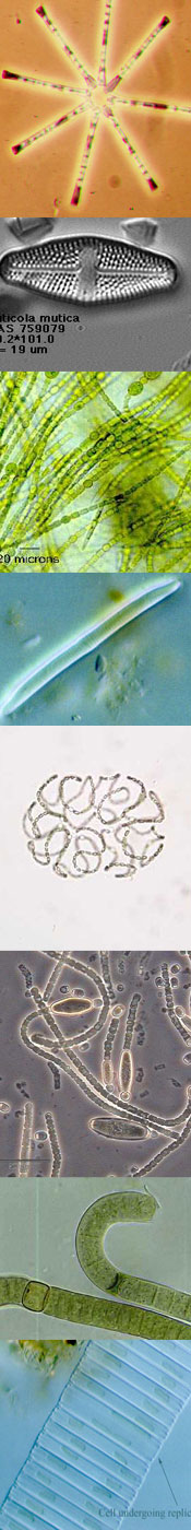 Photo of diatoms and algae Photo of diatoms and algae