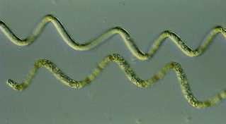 a photo of Spirulina laxa G. M. Smith