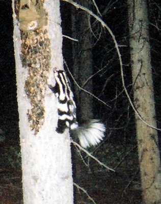 a photo of a western spotted skunk