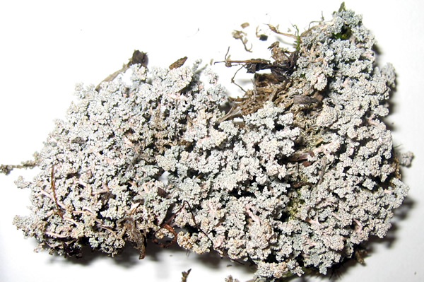 a photo of stereocaulon_rivulorum