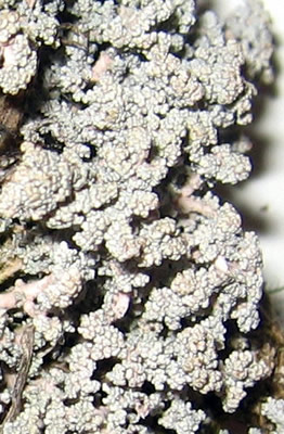 a photo of detail of Stereocaulon rivulorum shown above.