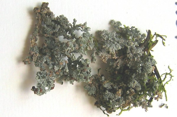 a photo of stereocaulon_tomentosum group