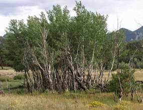 Photo stunted aspen trees