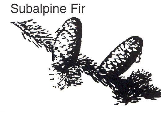 a drawing of a subalpine fir branch with cones