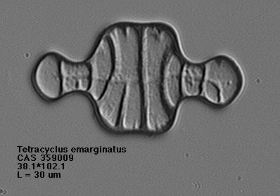 a photo of Tetracyclus emarginatus