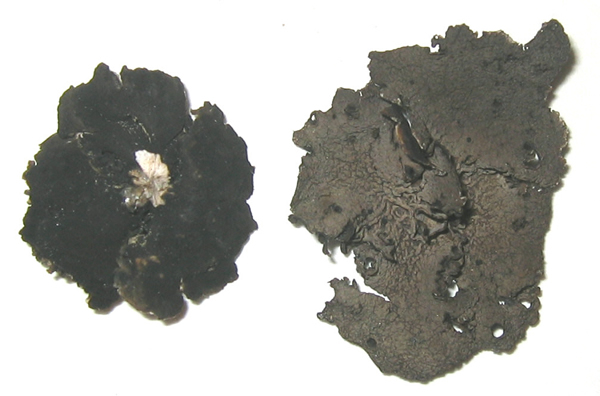 a photo of Umbilicaria decussata