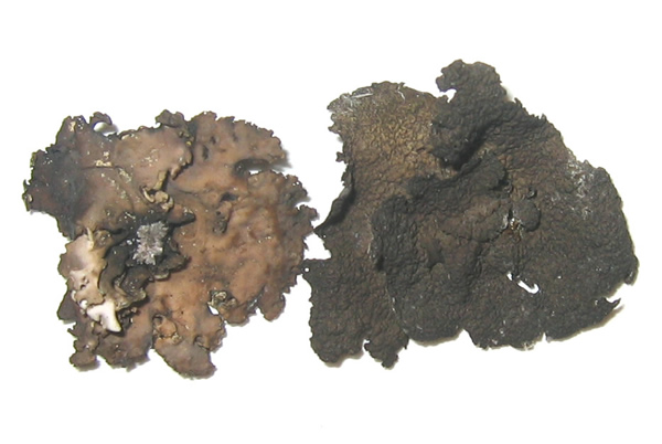 a photo of Umbilicaria hyperborea