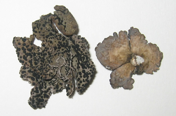 a photo of Umbilicaria krascheninnikovii