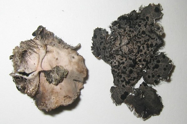 a photo of Umbilicaria virginis