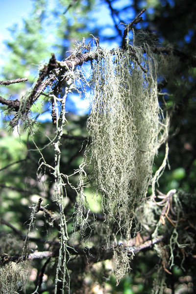 a photo of Usnea cavernosa