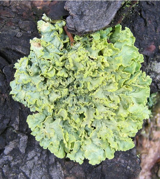 a photo of Vulpicida pinastri
