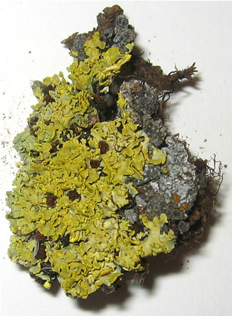 a photo of Vulpicida tilesii