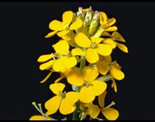 Photo of Western Wallflower